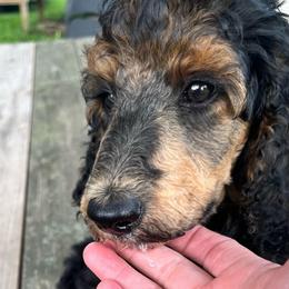Kate Hudson - Phantom female Poodle puppy in Mount Gilead, Ohio from Cats Creek Standard Poodles