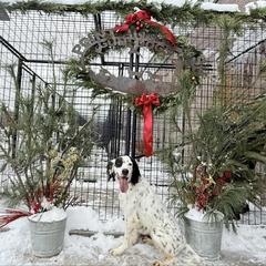Maggie - Blue belton and tan (tri-color) female English Setter puppy in Potosi, Wisconsin from Point and Flush Gun Dogs