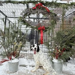 Maggie - Blue belton and tan (tri-color) female English Setter puppy in Potosi, Wisconsin from Point and Flush Gun Dogs