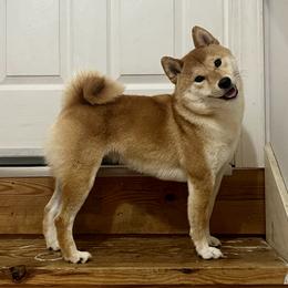 Shiba Inu and Siberian Husky All Grown Up from Rita and Daniel Montgomery - Cedarwood Siberians and Shibas