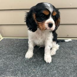 Winston - Tri-color male Cavalier King Charles Spaniel puppy in Axtell, Nebraska from Lost Creek Corgis