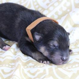 Tru - Brown - Agouti and white male Alaskan Malamute puppy in Independence, Virginia from New River Valley Malamutes