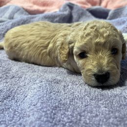 Maltipoo Puppies from Awwws&Pawws