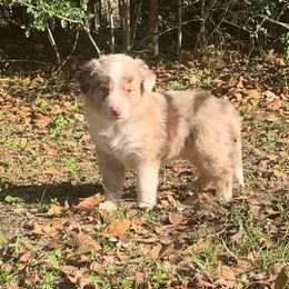 Australian Shepherd and Miniature Australian Shepherd Puppies from SkyBrynn Aussies