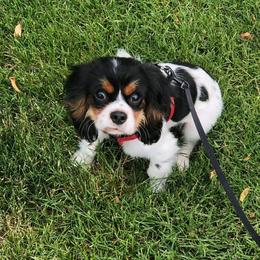 Cavalier King Charles Spaniel Puppies from Jina Ezell