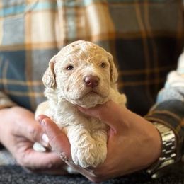 Boy 2 - Orange male Lagotto Romagnolo puppy in Sugar Valley, Georgia from Pinnacle Farm and Kennel