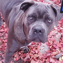 Cane Corso from Creation of the Gods