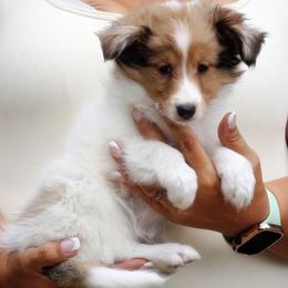 Quiney - CHW Sable Merle Girl - White and sable merle female Shetland Sheepdog puppy in Frazeysburg, Ohio from Mountain High Kennels