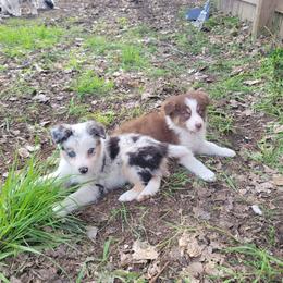 Snubbull - Blue merle female Australian Shepherd puppy in Kenosha, Wisconsin from Out of this World Aussies