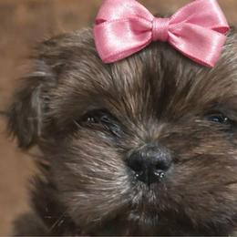 Athena pup 1 - Sable female Shih Tzu puppy in Marion County, Tennessee from Jenkins Puppy Paradise