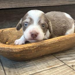 Clover - Piebald male Dachshund puppy in Dobson, North Carolina from Oakleys Dachshund Haven