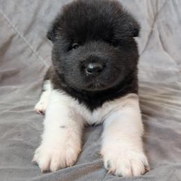 AKC Raiden - Black male Akita puppy in Tombstone, Arizona from WeVolution Off-Grid
