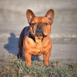 French Bulldog puppies from Frenchie-Club