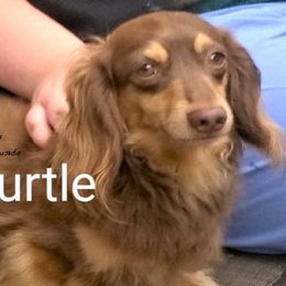 Turtle  - Dachshund
