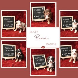 Miniature Australian Shepherd puppies from Rusty Rose Mini Aussies and Mini American Shepherds