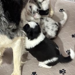 Border Collie Puppies from Roaring River Border Collies