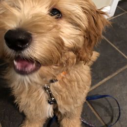 Goldendoodle Puppies from Coal Country Doodles