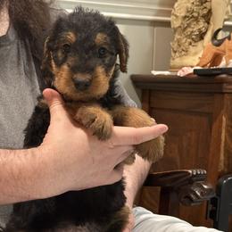 Francis - Black and tan female Airedale Terrier puppy in Thomasville, North Carolina from Beitzel Babies