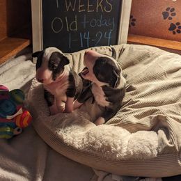 Bull Terrier Puppies from Bulls On Parade