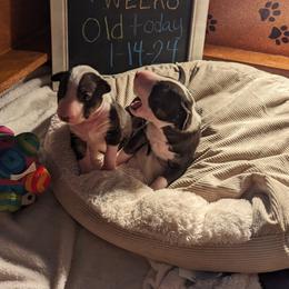 Bull Terrier Puppies from Bulls On Parade