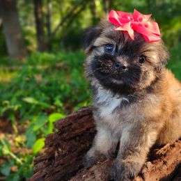 Companion Cross, Havanese, Mal-Shi, Maltese, Maltipoo, Morkie, and Shih Tzu Puppies from Seeking Shalom Acres Maltese, Maltipoos & Havamalts