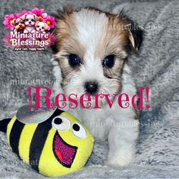 RESERVED - Piebald male Morkie puppy in Asheville, North Carolina from Miniature Blessings