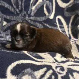 Sally - Brindle female Shih Tzu puppy in Sharon, Pennsylvania from Keystone Danes and Shih tzus