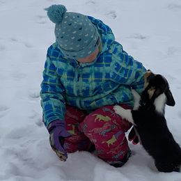 Pembroke Welsh Corgi and Poodle Puppies from Blue Diamond Kennel