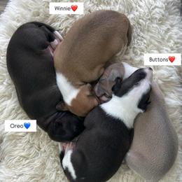 Boy 2 - Black male Italian Greyhound puppy in Southwest Florida, Florida from Woofford Italian Greyhounds