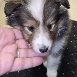 TINY Phoenix - Sable and white male Shetland Sheepdog puppy in Houston, Texas from LaLa's Lilliputian Lassies
