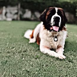 Saint Bernard Puppies from Southern Saints