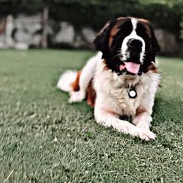 Saint Bernard Puppies from Southern Saints