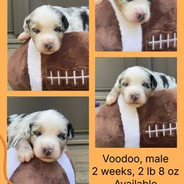 Voodoo - Blue merle male Australian Shepherd puppy in Marshall, Virginia from Greywood Farm Aussies