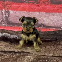 Cocos girl 2 - Blue and gold female Yorkshire Terrier puppy in New Hampton, Iowa from JMAK Dreams