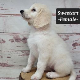 Sweetart - Parti female Goldendoodle puppy in Grabill, Indiana from Rose's Doodles