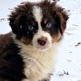Black Collar RTM - Red tri-color male Miniature American Shepherd puppy in Lexington, Kentucky from Deuce's Den