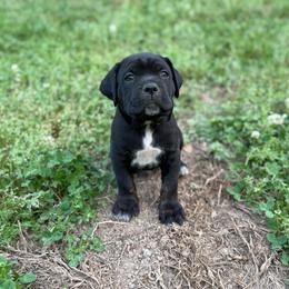 Light blue - Black brindle male Cane Corso puppy in Opelousas, Louisiana from Azelees Cane Corso