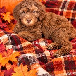 Gambler - Red male Australian Labradoodle puppy in Molalla, Oregon from Golden Xpress Labradoodles