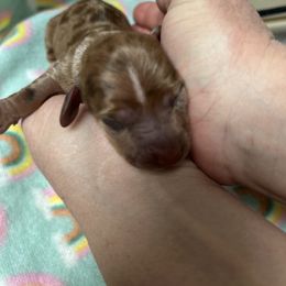 Girl 1 - Dapple female Dachshund puppy in Columbiana, Alabama from Tonya's Dachshunds