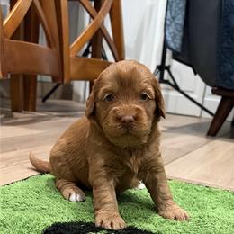 Na-Hoku - Caramel female Australian Labradoodle puppy in Alamo, Texas from QuiSal Labradoodles