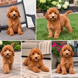 Luna - Apricot female Goldendoodle puppy in Swartz Creek, Michigan from Michigan Doodles