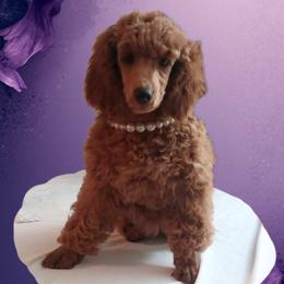 Emma Majestic Embrace - Red  female Poodle puppy in Licking, Missouri from Majestic Embrace Poodles