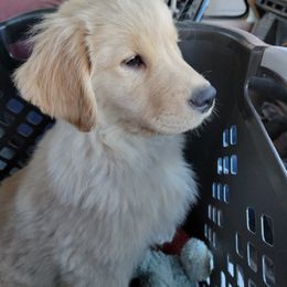 Golden Retriever Puppies from DoubleTake Goldens