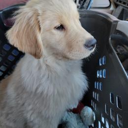 Golden Retriever Puppies from DoubleTake Goldens