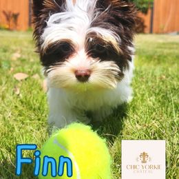 Yorkshire Terrier puppies from Chic Yorkie Château
