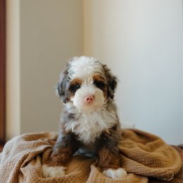 Forrest MICRO - Blue merle male Bernedoodle puppy in Dalton, Ohio from Spring Mountain Doodles