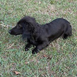 Raven - Black female Dachshund puppy in Hazlehurst, Georgia from DrakeFire Dachshunds