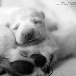 Berger Blanc Suisse Puppies from Nasha Comanda White Swiss Shepherds