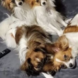 Papillons from Loving Hands