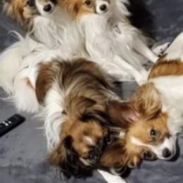 Papillons from Loving Hands